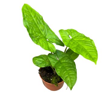 Syngonium steyermarkii (inplanted)