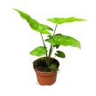 Syngonium steyermarkii (inplanted)