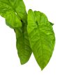 Syngonium steyermarkii (inplanted)