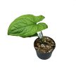 Syngonium steyermarkii (inplanted)