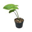 Syngonium steyermarkii (inplanted)