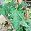 Syngonium steyermarkii (inplanted)