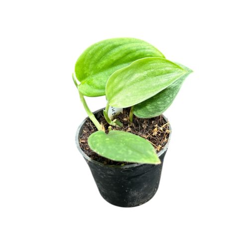 Scindapsus pictus 'Wallet Sakti' (Inplanted)