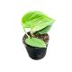 Scindapsus pictus 'Wallet Sakti' (Inplanted)
