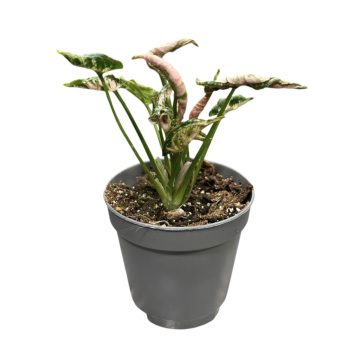 Syngonium podophyllum 'Pink Rolli' (Inplanted)