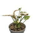 Syngonium podophyllum 'Pink Rolli' (Inplanted)