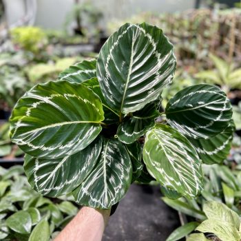   Calathea roseopicta 'Green Form' (Grower's Select)