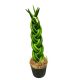 Sansevieria cylindrica (fonott)