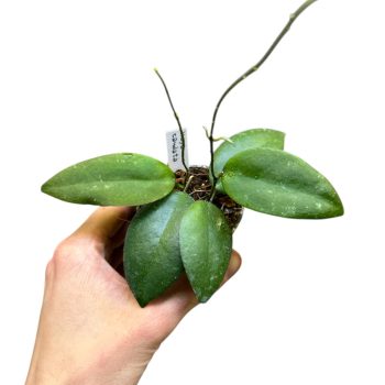 Hoya caudata 'Sumatra' (Inplanted)