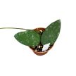 Hoya caudata 'Sumatra' (Inplanted)