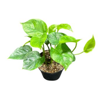Epipremnum aureum 'Manjula' (Inplanted)