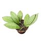 Hoya clemensiorum 'Dark Leaf'