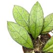 Hoya clemensiorum 'Dark Leaf'