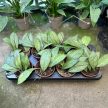 Hoya clemensiorum 'Dark Leaf'
