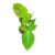 Philodendron camposportoanum (Inplanted)