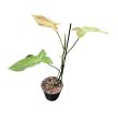 Philodendron camposportoanum (Inplanted)