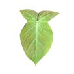 Philodendron camposportoanum (Inplanted)