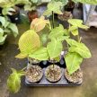 Philodendron camposportoanum (Inplanted)