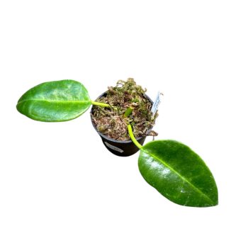 Hoya cv. 'Ruthie' (Inplanted)