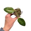 Hoya cv. 'Ruthie' (Inplanted)