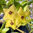 Hoya cv. 'Ruthie' (Inplanted)