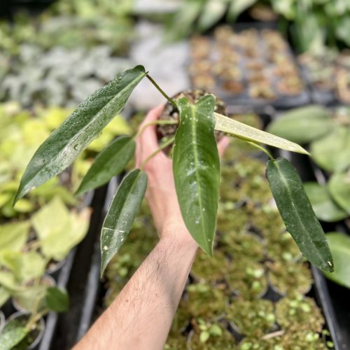 Philodendron spiritus-sancti (Grower's Select)
