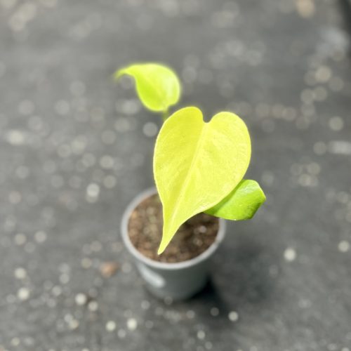 Monstera deliciosa 'Lemon Lime' (Grower's Select)