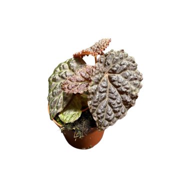 Begonia 'Black Mountain'