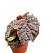 Begonia 'Black Mountain'