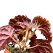 Begonia 'Black Mountain'