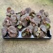 Begonia 'Black Mountain'