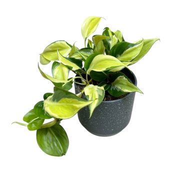 Philodendron hederaceum var. oxycardium 'Rio'