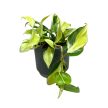 Philodendron hederaceum var. oxycardium 'Rio'