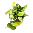 Philodendron hederaceum var. oxycardium 'Rio'