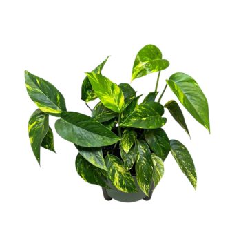 Epipremnum pinnatum 'Aurea'