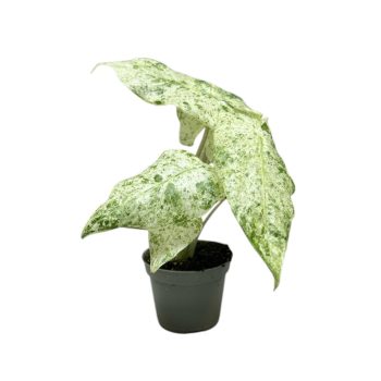 Alocasia odora 'Variegata'