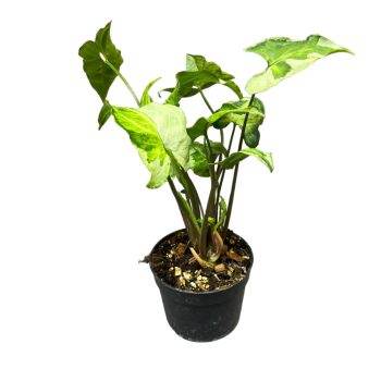 Syngonium podophyllum ‘Three Kings’ (Inplanted)