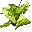 Syngonium podophyllum ‘Three Kings’ (Inplanted)
