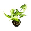 Syngonium podophyllum ‘Three Kings’ (Inplanted)