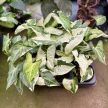 Syngonium podophyllum ‘Three Kings’ (Inplanted)