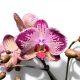 Phalaenopsis Optistar 'Gaga' (without flowers, flowering size)