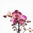 Phalaenopsis Optistar 'Gaga'