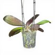 Phalaenopsis Optistar 'Gaga'