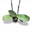 Phalaenopsis Optistar 'Gaga'
