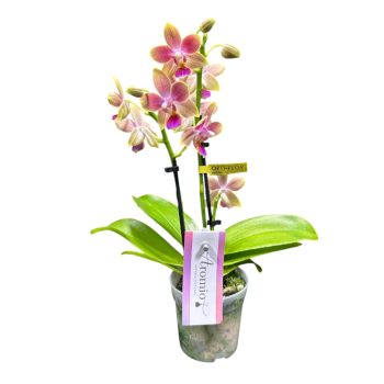   Phalaenopsis Aromio 'Tropical' -Illatos lepkeorchidea