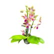 Phalaenopsis Aromio 'Tropical' -Illatos lepkeorchidea