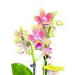 Phalaenopsis 'Aromio Spring' illatos lepkeorchidea