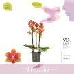 Phalaenopsis Aromio 'Tropical' -Illatos lepkeorchidea