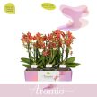 Phalaenopsis Aromio 'Tropical' -Illatos lepkeorchidea