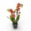 Phalaenopsis Aromio 'Tropical' -Illatos lepkeorchidea